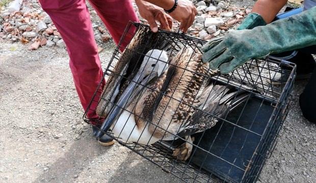 Muğla'da yaralı pelikan tedavi altına alındı