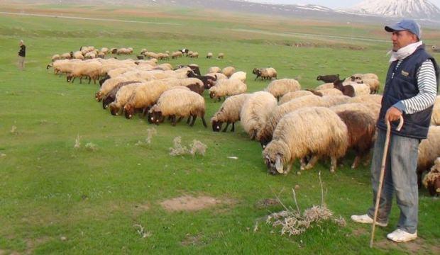 Hayvancılık desteklemelerinde değişiklik yapıldı