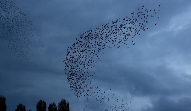 Bayburt'da kuşlardan gökyüzünde "dans"