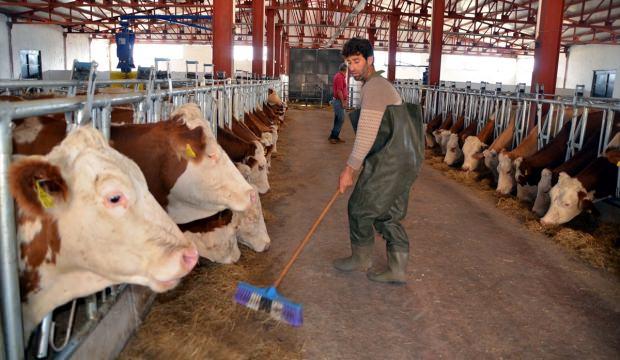 Devlet desteğiyle günde 2,5 ton süt üretiyor