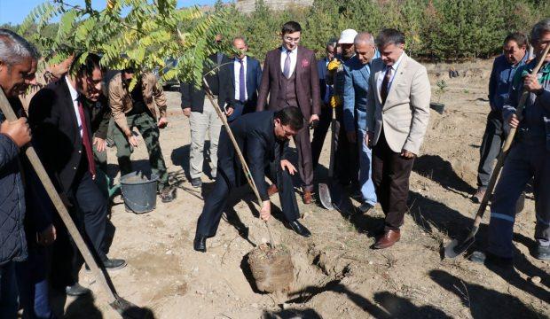 Erzincan'da hükümlüler fidan dikti