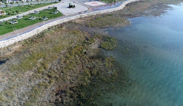 Beyşehir Gölü kıyılarında istenmeyen sucul bitkileri kesim mesaisi