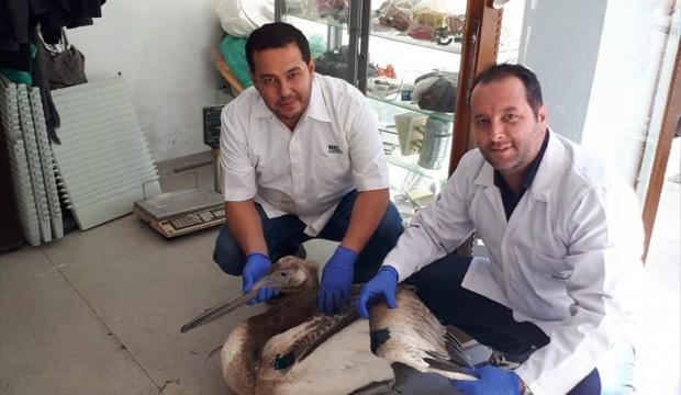 Manisa'da yaralı ak pelikan tedavi altına alındı