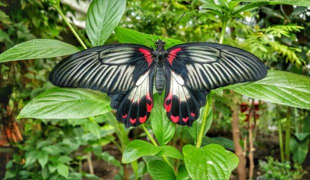 Tropikal Kelebek Bahçesi'ne ziyaretçi ilgisi