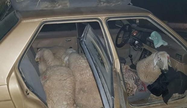 7 koyunla otomobilde yakalandı!