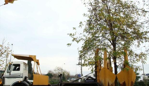 Kocaeli metro hattındaki 2 bin 500 ağaç taşındı