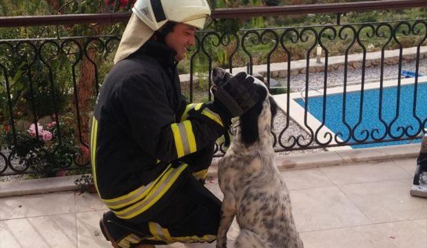 Muğla'da balkon korkuluğuna sıkışan köpek kurtarıldı