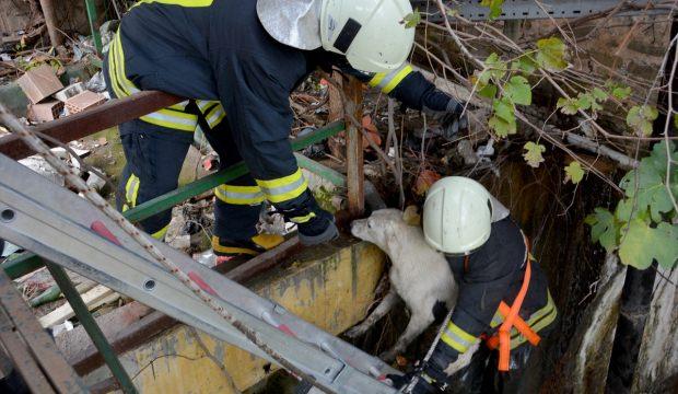 Muğla'da çayda mahsur kalan köpek kurtarıldı