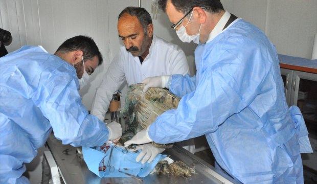Şırnak'ta yaralı baykuşlara rektörden cerrahi müdahale
