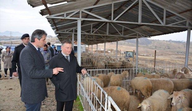 Eşme'de genç çiftçilere 238 koyun dağıtıldı