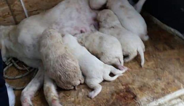 Kanalizasyona sıkışan köpek yavruları kurtarıldı