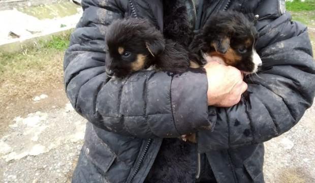 Mahsur kalan yavru köpekleri itfaiye kurtardı