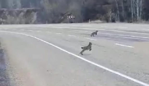 Sivas'ta şaşırtan olay! 3'ü aynı anda görüntülendi