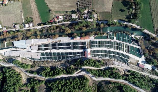 Türkiye'de yetiştiriliyor, 82 ülkeden talep var