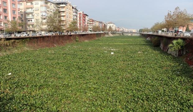 Asi Nehri üzerindeki su sümbülleri temizleniyor