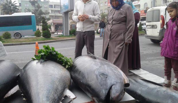 Şanlıurfa'da "ton balığı" şaşkınlığı