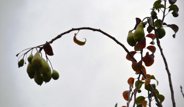 Armut ağacı aralık ayında da meyve veriyor