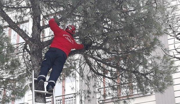 Ağaçta mahsur kalan kediyi itfaiye kurtardı