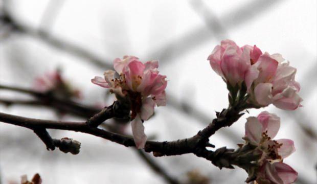 Beypazarı'nda elma ağacı çiçek açtı