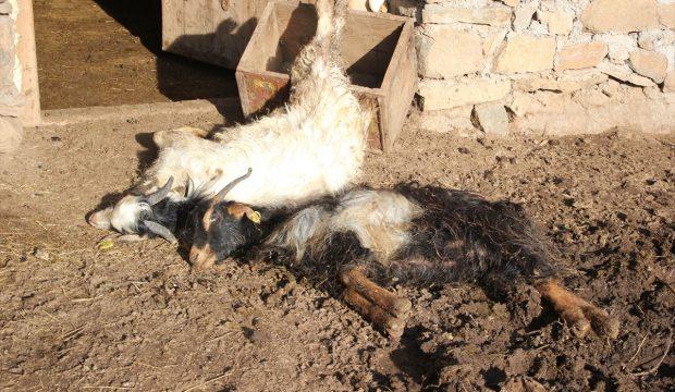 Sivas'ta küçükbaş hayvanlarda veba salgını