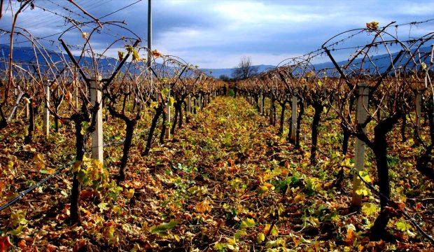 Manisa'da bağlar yeni sezona hazırlanıyor