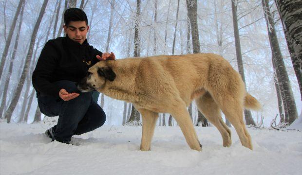 Öğretmen ve öğrencilerden sokak köpeklerine mama desteği