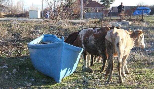 Balıkçı teknesi ineklerin su ihtiyacını karşılıyor