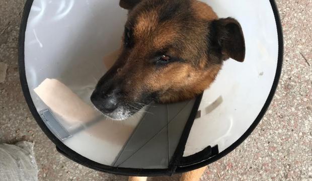 Av tüfeği ile vurulan köpek tedavi edildi