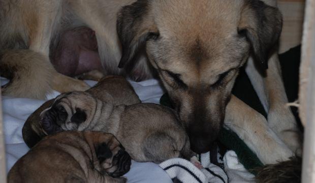 Burdur'da çuval içinde köpek yavruları bulundu