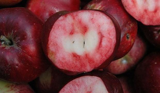 Posof’un içi dışı kırmızı elması tescillendi