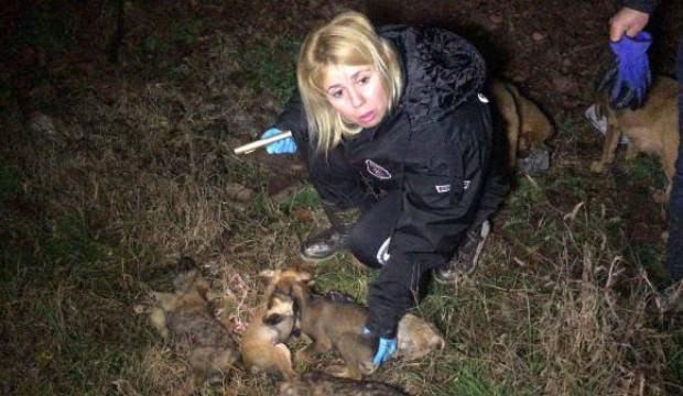 Ormana bırakılan 9 köpek yavrusu soğuktan dondu