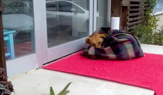 Sokak köpeğini battaniyeye sarıp ısıttılar