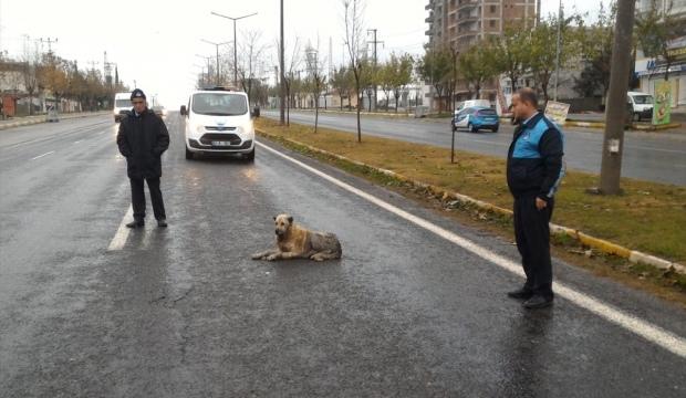 Zabıta ekipleri, yaralı köpek için yolu trafiğe kapattı