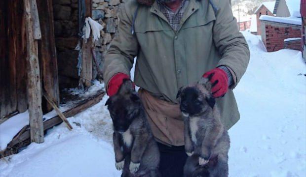 Donmak üzere olan köpek ve yavruları kurtarıldı