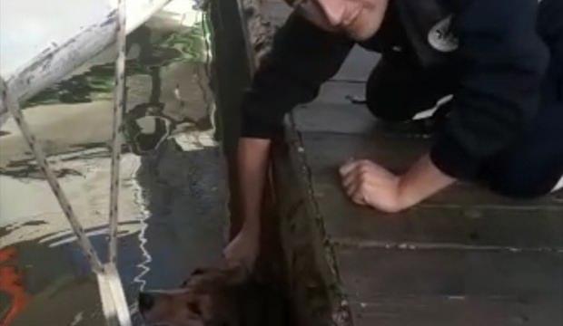 İskelenin altına sıkışan köpek kurtarıldı