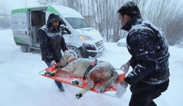 Yaralı köpek için karda 37 kilometre gittiler!