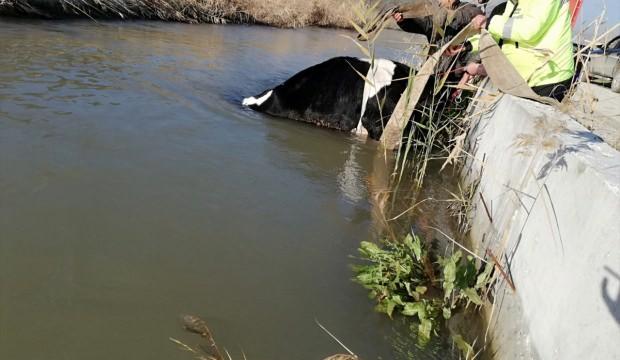 Su kanalına düşen ineği itfaiye kurtardı