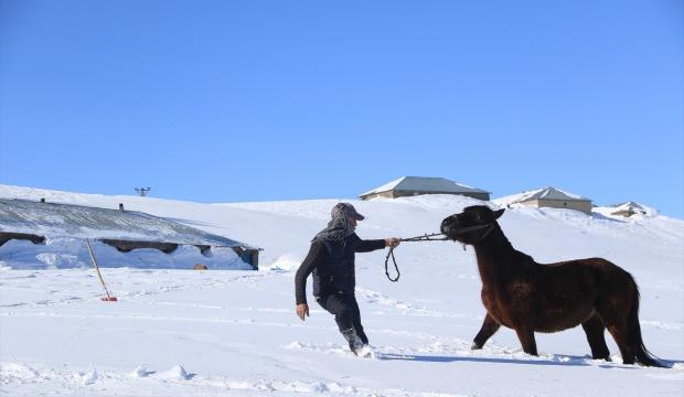 Atlar, kar üstünde yaz yarışlarına hazırlanıyor