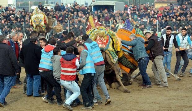 Çanakkale'de deve güreşi festivali