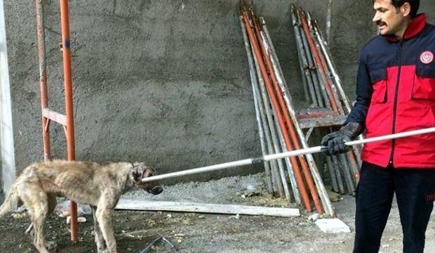 Elazığ'da çatıda mahsur kalan köpek kurtarıldı