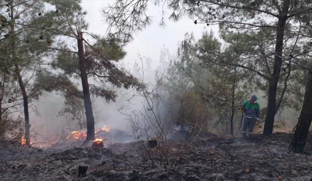 Osmaniye'de orman yangını