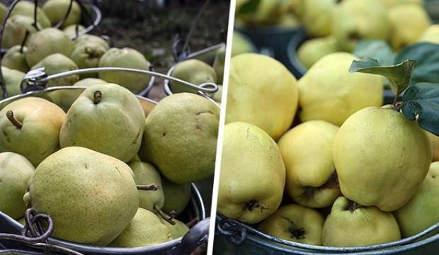 Armut ve ayva 2018'i ihracat rekoruyla kapattı