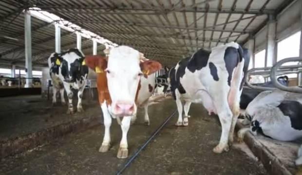 Toplanan inek sütü miktarı kasımda azaldı