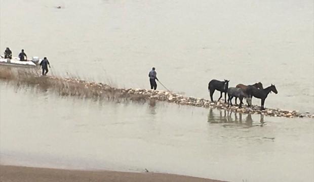Nehirde mahsur kalan 4 at kurtarıldı