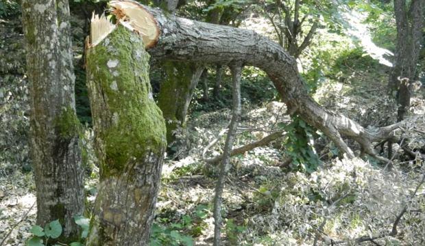Tekirdağ'da ıhlamur ağaçlarının kesildiği iddiası