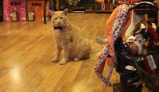 Papyonlu kedi "Behlül" dükkanın maskotu oldu