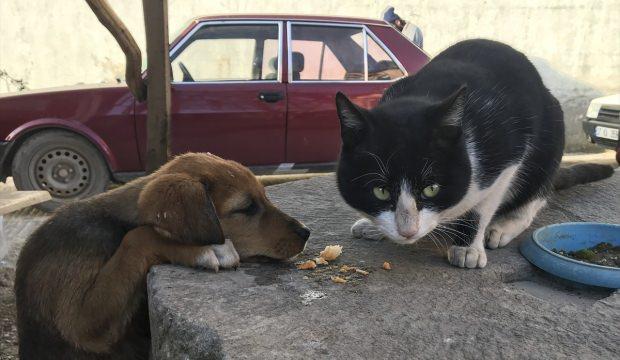 Sokak kedisi ile yavru köpeklerin şaşırtan dostluğu