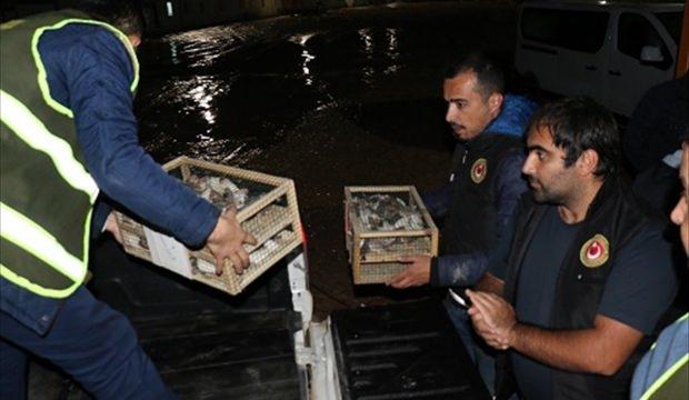 Kilis'te yurt dışından kaçak getirilen 500 Hint bülbülü yakalandı
