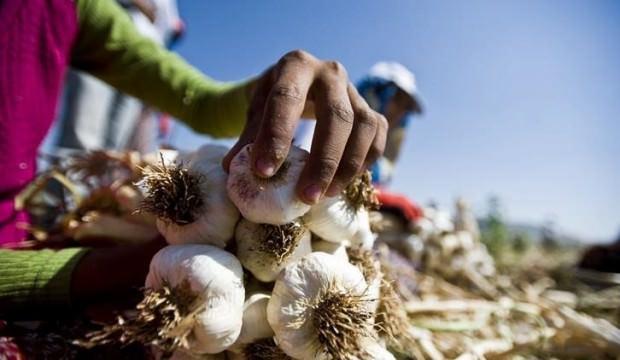 Sarımsak üreticisi fiyatlardan memnun