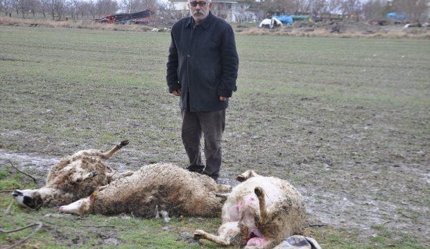 Başıboş köpekler koyun ağılına saldırdı